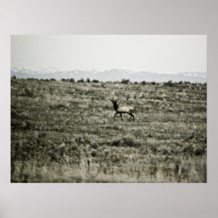 Bull Elk P2800 Print Poster