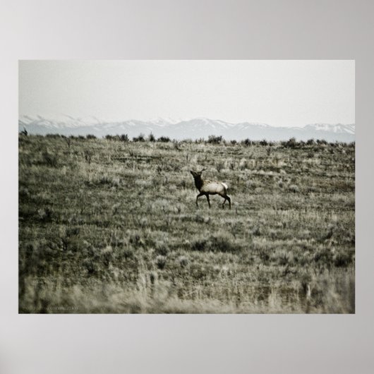 Bull Elk P2800 Print Poster (Vorne)