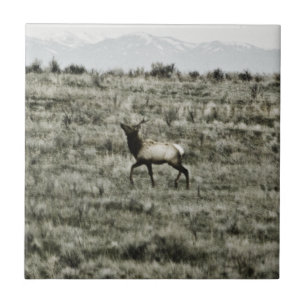 Bull Elk P2800 Tile Fliese