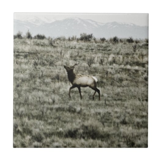 Bull Elk P2800 Tile Fliese (Vorderseite)