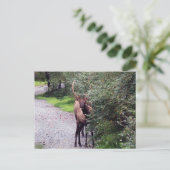 Bull Elk Postcard Postkarte (Stehend Vorderseite)