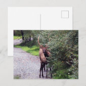 Bull Elk Postcard Postkarte (Vorne/Hinten)