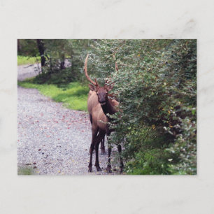 Bull Elk Postcard Postkarte