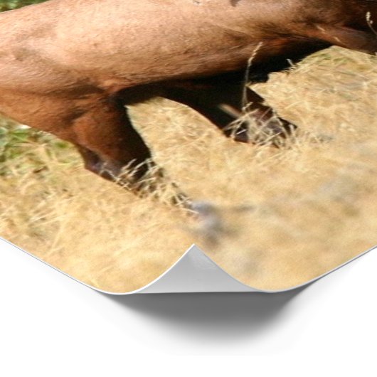 Bull Elk Poster (Ecke)