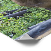 Bull Elk Poster (Ecke)