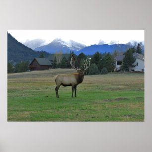 Bull Elk Poster