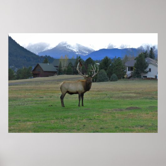 Bull Elk Poster (Vorne)