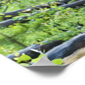 Bull Elk Poster (Ecke)