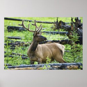 Bull Elk Poster