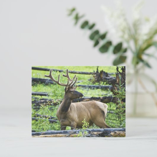 Bull Elk Postkarte (Stehend Vorderseite)