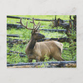 Bull Elk Postkarte (Vorderseite)