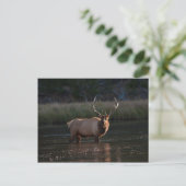 Bull Elk Postkarte (Stehend Vorderseite)