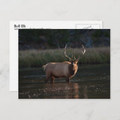 Bull Elk Postkarte (Vorne/Hinten)