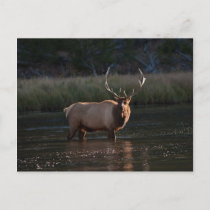 Bull Elk Postkarte