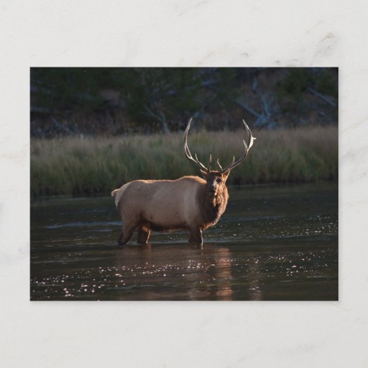Bull Elk Postkarte (Vorderseite)
