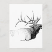 Bull Elk Postkarte (Vorderseite)