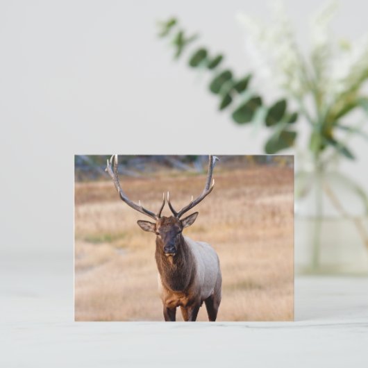 Bull Elk Postkarte (Stehend Vorderseite)