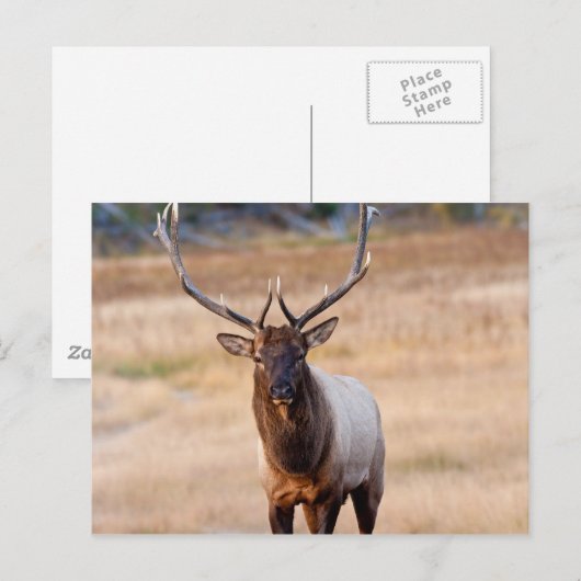 Bull Elk Postkarte (Vorne/Hinten)