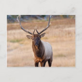 Bull Elk Postkarte (Vorderseite)