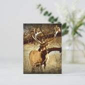 Bull Elk Postkarte (Stehend Vorderseite)