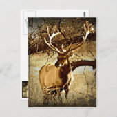 Bull Elk Postkarte (Vorne/Hinten)