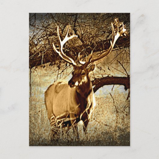 Bull Elk Postkarte (Vorderseite)