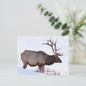 Bull Elk Postkarte (Stehend Vorderseite)