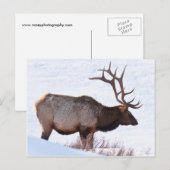 Bull Elk Postkarte (Vorne/Hinten)