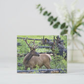 Bull Elk Postkarte (Stehend Vorderseite)
