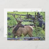 Bull Elk Postkarte (Vorne/Hinten)