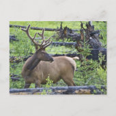Bull Elk Postkarte (Vorderseite)