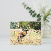 Bull Elk Postkarte (Stehend Vorderseite)