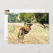 Bull Elk Postkarte (Vorne/Hinten)