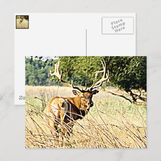 Bull Elk Postkarte (Vorne/Hinten)