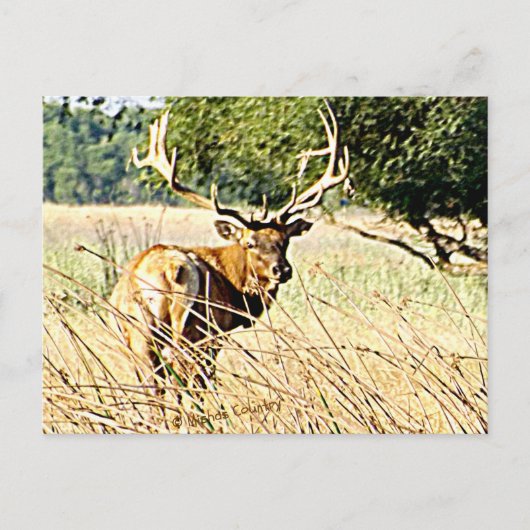 Bull Elk Postkarte (Vorderseite)