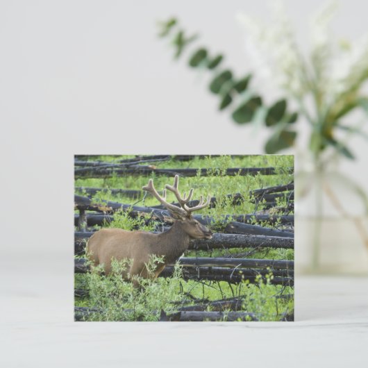 Bull Elk Postkarte (Stehend Vorderseite)