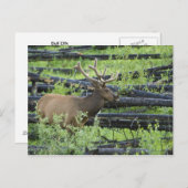 Bull Elk Postkarte (Vorne/Hinten)