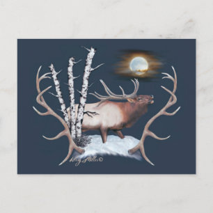 Bull Elk Postkarte