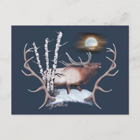 Bull Elk Postkarte (Vorderseite)