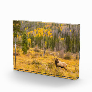 Bull Elk   Rocky Mountain Nationalpark Colorado Fotoblock
