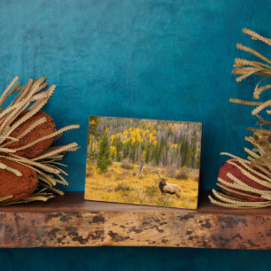Bull Elk Rocky Mountain Nationalpark Colorado Fotoplatte