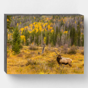 Bull Elk   Rocky Mountain Nationalpark Colorado Holzkisten Schild