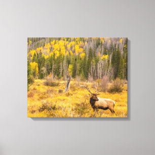 Bull Elk Rocky Mountain Nationalpark Colorado Leinwanddruck