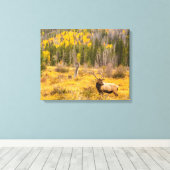 Bull Elk | Rocky Mountain Nationalpark Colorado Leinwanddruck (Insitu (Holzboden))