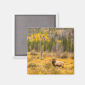 Bull Elk | Rocky Mountain Nationalpark Colorado Magnet (Vorderseite/Rückseite)