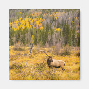 Bull Elk Rocky Mountain Nationalpark Colorado Magnet