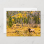 Bull Elk | Rocky Mountain Nationalpark Colorado Postkarte (Vorne/Hinten)