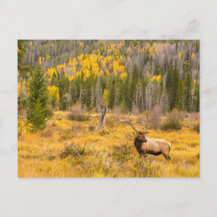 Bull Elk   Rocky Mountain Nationalpark Colorado Postkarte