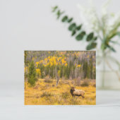 Bull Elk | Rocky Mountain Nationalpark Colorado Postkarte (Stehend Vorderseite)