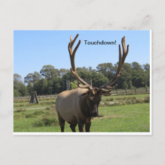 Bull Elk Signale "Touchdown" Postkarte